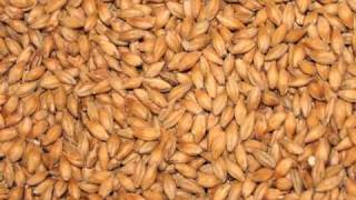 Basics of Home Brewing What is malt and malted barley [upl. by Adroj]