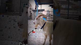 Import Bloodline Saanen Goat of Sonu Bhai in Mumbai [upl. by Frasier52]