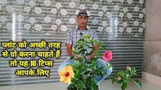 बगीचे के सारे प्लांट दनादन बढ़ेंगे बस इन 10 बातों का ध्यान रखें 10 important gardening tips amp care [upl. by Elesig]