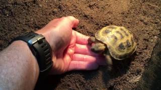 Baby Russian tortoise comes when called [upl. by Gabor619]