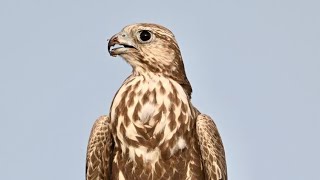 Juvenile Laggar falcon at Talchhapar in Churu district of Rajasthan falcon wildbirdphotography [upl. by Harras]