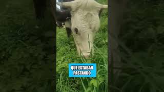 Así es como los rusos engañan a las vacas [upl. by Janot]