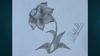 Daffodil flower drawing step by step  DAFFODIL Flower Drawing  How to draw a flower  Daffodil [upl. by Harold833]