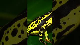 Have you HEARD about ATELOPUS FROGS atelopus frogs subscribe wildlife [upl. by Aitnwahs]