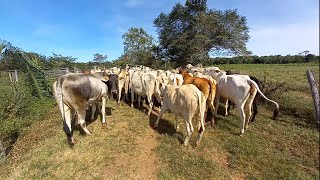 Separando o gado de cria ou corte para retirada da propriedade [upl. by Arrakat761]