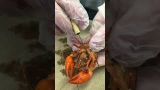 Arthropoda Crayfish Dissection external appendage focus [upl. by Eneleh]