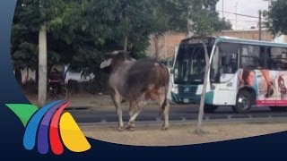 Escapan dos toros del Rastro Municipal de Guadalajara  Noticias de Guadalajara [upl. by Acsirp]