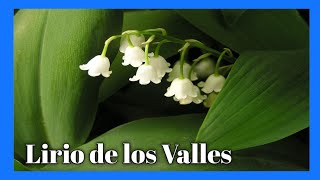 🌸CONVALLARIA MAJALIS LIRIO DE LOS VALLES🌸 [upl. by Anoyk]