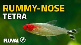 Species Spotlight  Rummynose Tetra [upl. by Gaylord]