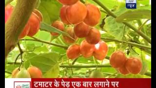 Jan Man Know all about Tree Tomato now available in India too [upl. by Nylidam]