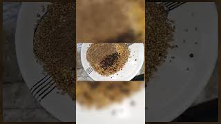 Authentic Style Sambar Powder Recipe shortsfeed Viral Song cooking homemade indianrecipes [upl. by Hernardo]