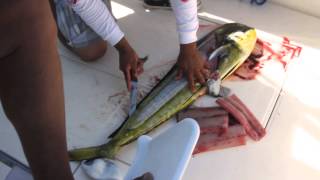 How To Clean A Dorado Fish Cabo San Lucas Baja Fishing [upl. by Ahsineb]