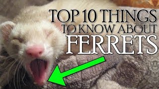 TOP 10 THINGS YOU NEED TO KNOW ABOUT FERRETS 2018 Not Clickbait [upl. by Annaoi]