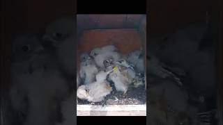 Ringing five Kestrels chicks kestrels commonkestrel shorts birds [upl. by Bramwell503]