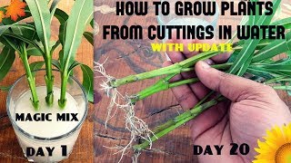 How to Grow Plants From Cuttings in Water 95 Success Rate  SPECIALLY FOR BEGINNERS [upl. by Caressa]