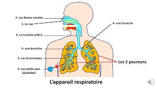 La respiration et l’appareil respiratoire 2 Classe de Eb3 [upl. by Warrin385]