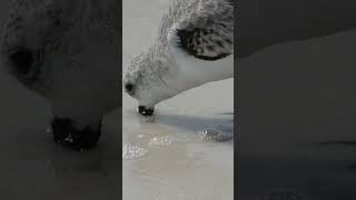 You Need to See This Shorebird Feeding in Slow Motion 👀 [upl. by Noe]