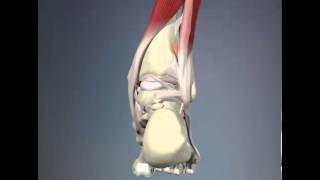 Retro Calcaneal Bursitis presented by The foot Mechanic™ [upl. by Jimmy]