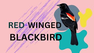 quotREDWINGED BLACKBIRD quot Nursery rhymessongAnimal Song kids song education learning [upl. by Anitsirhc828]