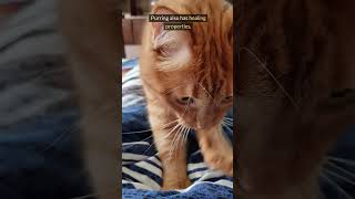 Why Do Cats Purr • 2024 Science Explained [upl. by Ennylhsa]