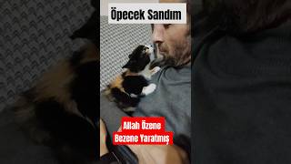 Öpecek Sandım Beni Çok Sevdi destek like4like kedi [upl. by Einnos664]