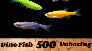 500 Danio Fish Unboxing × 6ft Planted Aquarium [upl. by Assisi]