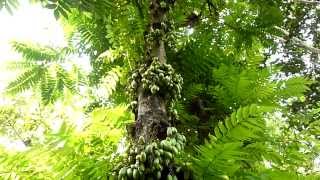 Cucumber Tree  Averrhoa Bilimbi [upl. by Suiluj]