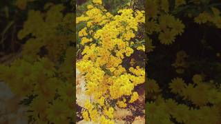 Oxford Ragwort 🥰🤩 shorts nature flowers youtubeshortvideo ￼oxfordragwortflower [upl. by Elvira]