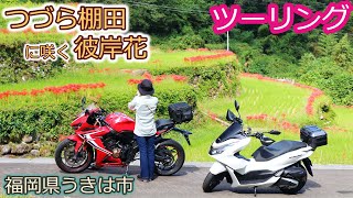 つづら棚田に咲く彼岸花 PCX160 CBR650R 20240929 [upl. by Ttebroc]