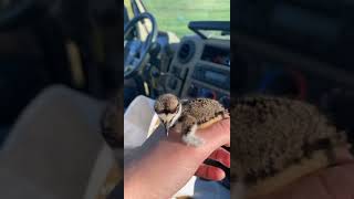 Petting Baby killdeer  so cute amp was safely relocated back to parents 🖤 [upl. by Adolpho181]