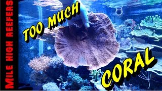 Fragging Montipora and Quick Update Reef Vlog [upl. by Ainivad]