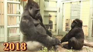 出産が近づき、妊娠中の妻の代わりに長男の面倒を見る父ゴリラのモモタロウ⭐️Gorilla【京都市動物園】Momotaro when his wife was pregnant [upl. by Dammahum]