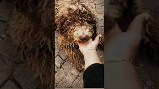 මගේ Spillo 🐶🐩🐾🦴 Lagotto mio 🐶 fypシ゚viral trending dog petlover shorts [upl. by Dwyer]