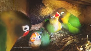 Lovebird Chicks July 16th 2020  From Green Black Masked Pair [upl. by Leighton]