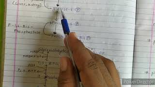 Gluconeogenesis  gluconeogenesis biochemistry  gluconeogenesis pathway [upl. by Nodlehs406]