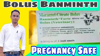 Morantel Citrate।। Bolus Banminth Forte [upl. by Odoric52]