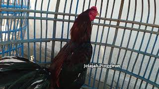 Pasar Ayam Bangkok Sobayan Pedan Klaten Full Bikin Ngiler ‼️ [upl. by Joli]