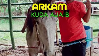 Pacuan Kuda Panda Bima NTB  Arkam Si Kuda Ajaib [upl. by Amsirp]