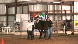 Hippotherapy in action at Distinctive Therapy Services in Edmond OK [upl. by Chiquita]