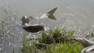 🐍anaconda wrapped around a crocodile🐊 [upl. by Gambrell]