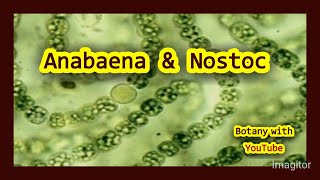 Anabaena amp Nostoc botanywithyoutube [upl. by Enimzaj138]