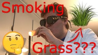 DrWeesnaws Lab  SMOKING GRASS EXPERIMENT [upl. by Rheta702]