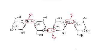 AS Biology  Celllulose structure OCR A Chapter 33 [upl. by Gran23]