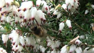 Abeille butinant des fleurs de bruyère [upl. by Rriocard]