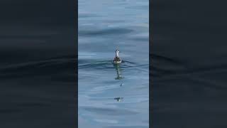 Rednecked Phalarope  Mangaluru Pelagic birdsofindiansubcontinent birdsofindia ebird birds [upl. by Skeie]