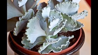 Cotyledon Undulata House Plant [upl. by Lednek]