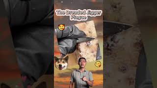 Jiggers removal now parts 79 😱😱😱🐜Omg satisfying easy cleaning 🧼 [upl. by Merell93]