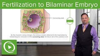 Fertilization to Bilaminar Embryo – Embryology  Lecturio [upl. by Kevina]