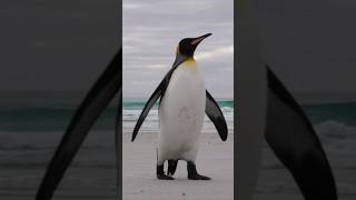 King Penguin Sounds  Aptenodytes patagonicus Sounds [upl. by Jessica]