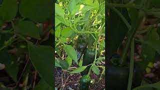 POBLANO PEPPERS  Grow Zone 8A  Roswell Georgia Garden vegetables [upl. by Weiman]